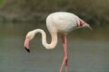 Phoenicopterus roseus roseus