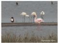 Phoenicopterus Phoenicopterus minor