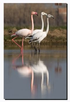 Phoenicopteridae