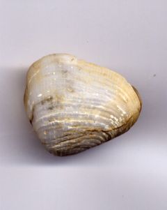 Pholadomyidae