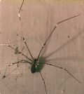Holocnemus pluchei