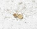 Spermophora senoculata