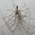 Pholcus phalangioides