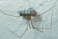Pholcus phalangioides