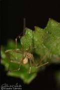 Spermophorides elevata