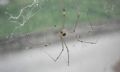 Holocnemus pluchei