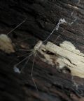 Pholcus phalangioides