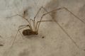 Holocnemus sp.