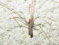Pholcus phalangioides