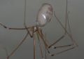 Pholcus phalangioides