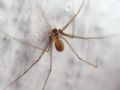 Pholcus opilionoides