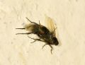 Phora sp.