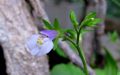 Mazus pumilus