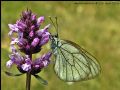 Aporia crataegi