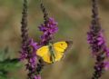 Colias crocea