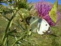 Colias alfacariensis