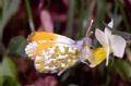 Anthocharis cardamines