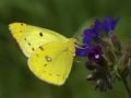 Colias alfacariensis