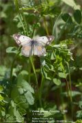 Colias crocea