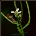 Anthocharis cardamines