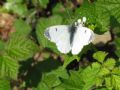 Anthocharis cardamines