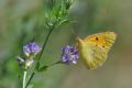 Colias crocea