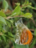 Anthocharis cardamines