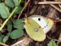 Colias alfacariensis