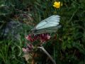 Aporia crataegi