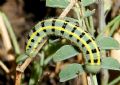 Colias alfacariensis