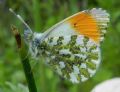 Anthocharis cardamines