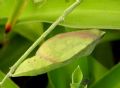 Colias alfacariensins