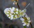 Anthocharis cardamines