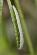 Anthocharis cardamines