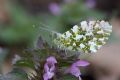 Anthocharis cardamines