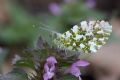 Anthocharis cardamines