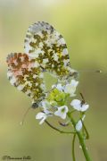 Anthocharis cardamines