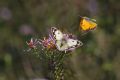 Colias crocea