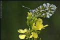 Anthocharis cardamines