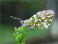 Anthocharis cardamines