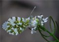 Anthocharis cardamines