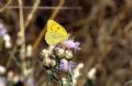 Colias alfacariensis