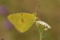 Colias crocea