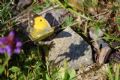 Colias crocea