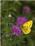 Colias crocea