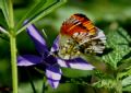 Anthocharis cardamines