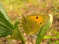 Colias crocea