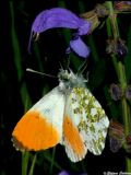 Anthocharis cardamines