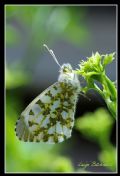 Anthocharis cardamines