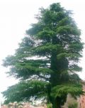 Cedrus deodara